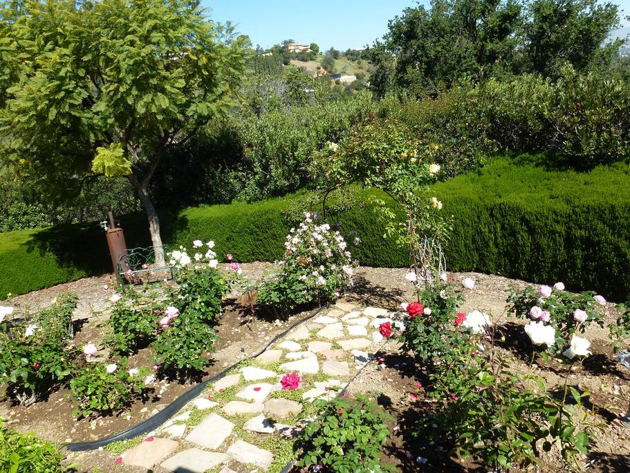 Beautiful rose garden