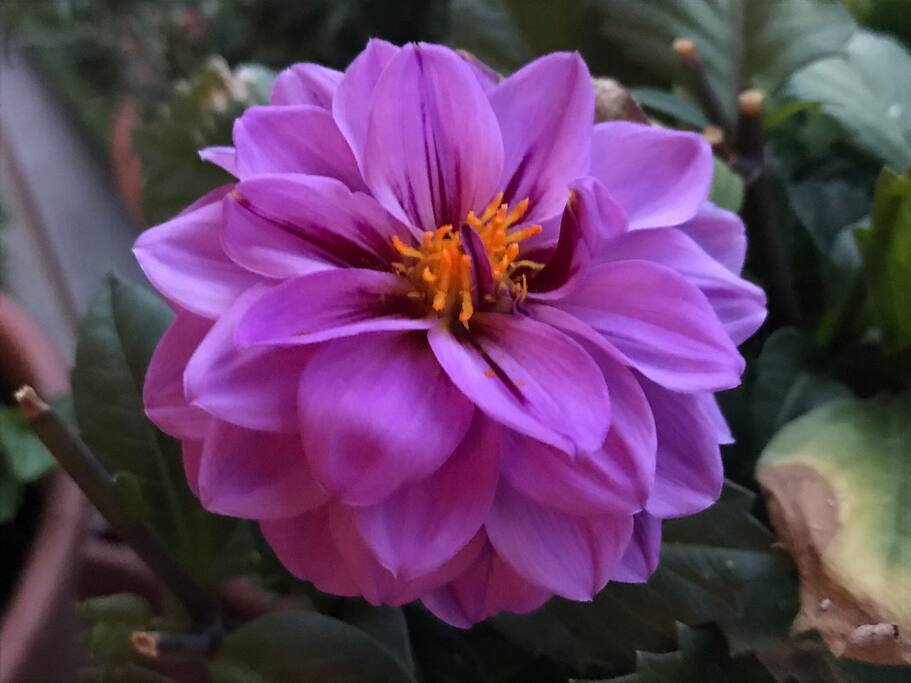 Dalia del nostro balcone