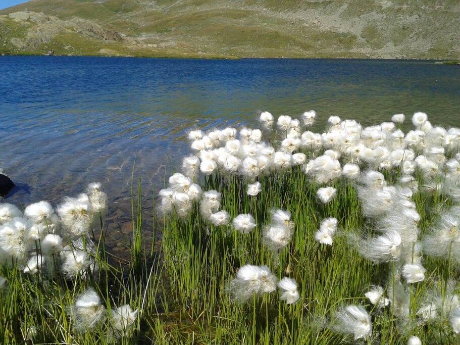 Linégrettes au bord du lac Blanc, près du refuge de l'Etendard