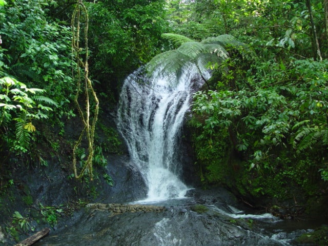 A cascading waterfall flows over rocky terrain, surrounded by vibrant green foliage. The water creates a gentle splash as it descends, while the lush rainforest provides a serene and natural backdrop, evoking a sense of tranquility and connection to nature.