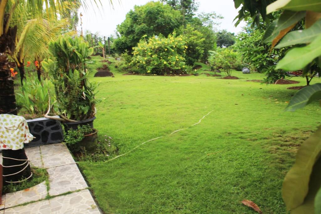 BACK LAWN