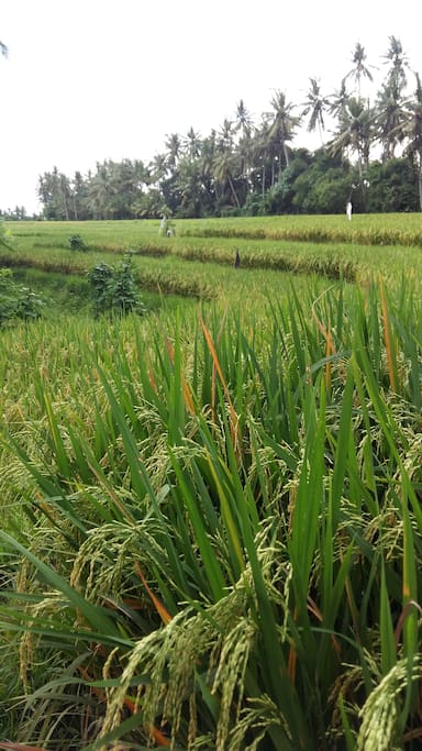 rice field view