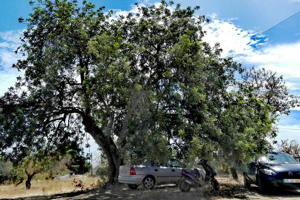 Parking tree car