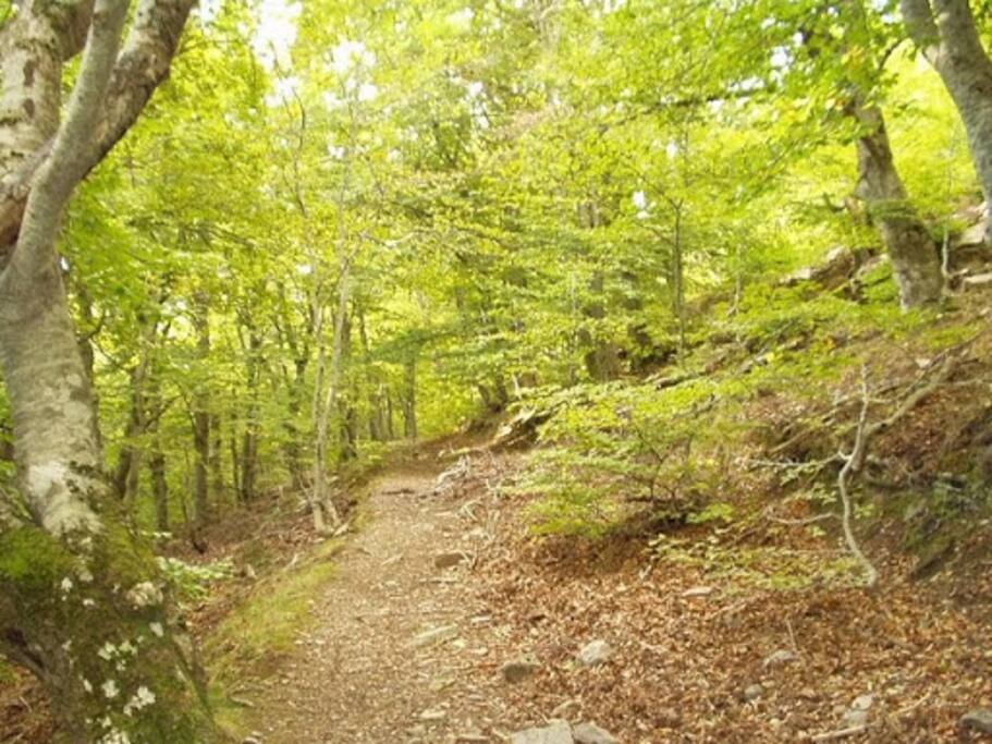 Moncayo