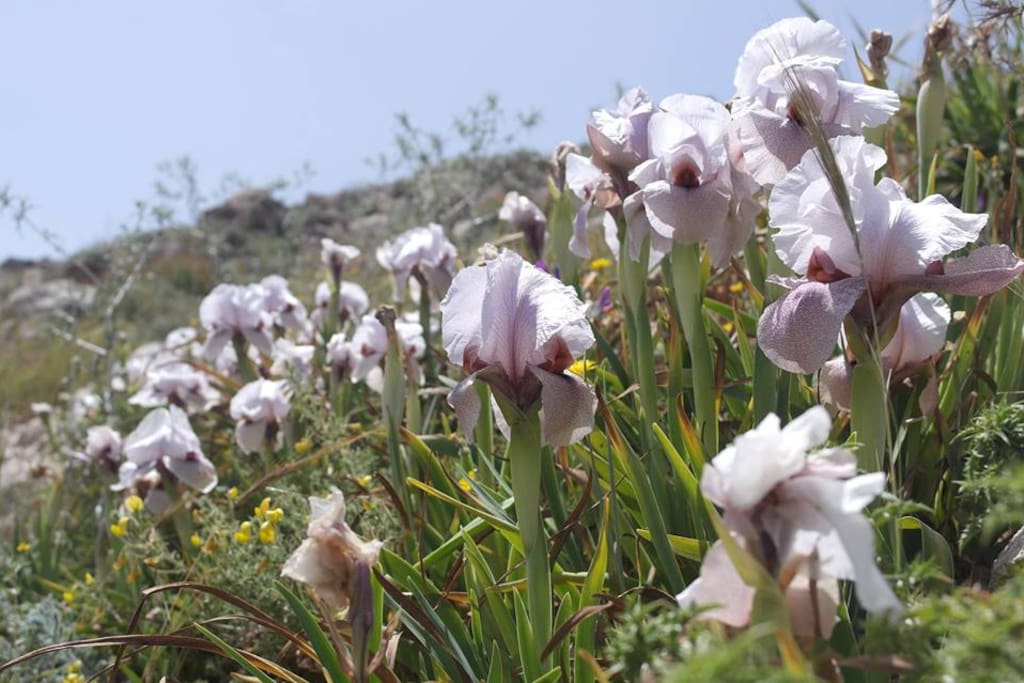Flowers in the region
