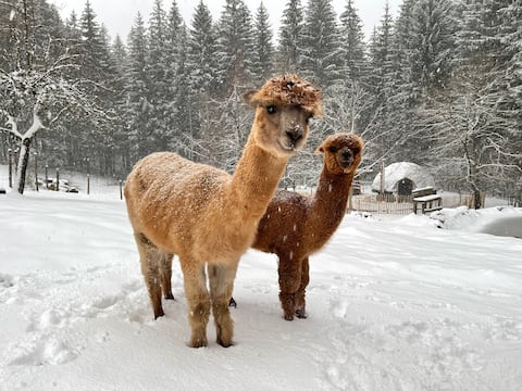 Unusual night in a dome next to Alpacas.