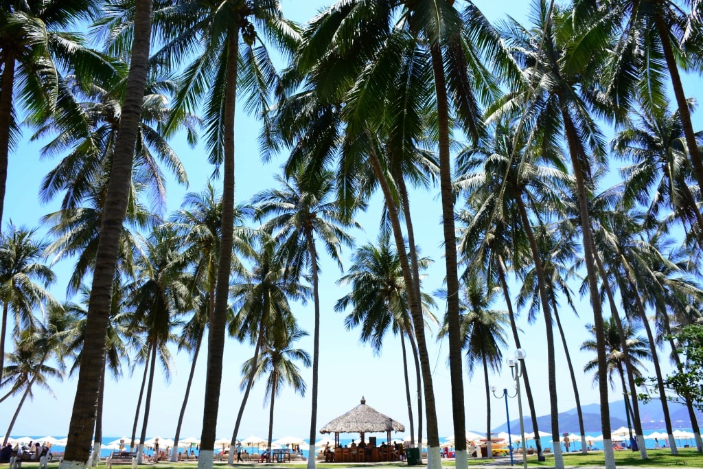A view features a cluster of tall palm trees swaying gently under a clear blue sky. In the background, a sandy beach is visible, lined with umbrellas and lounge chairs. A thatched gazebo is situated beneath the palms, providing a shaded area for relaxation.