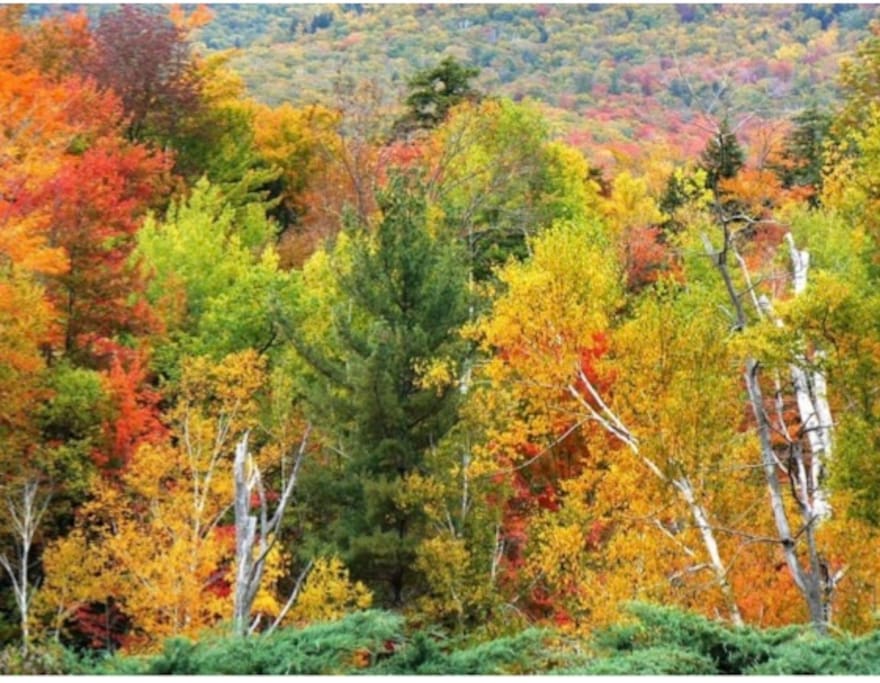 Kancamagus Highway Foliage