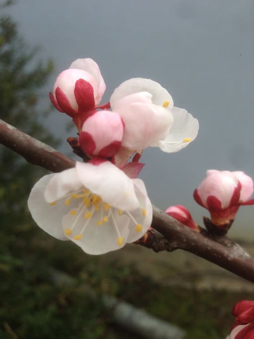 Marillenblüte