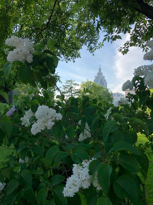 garden