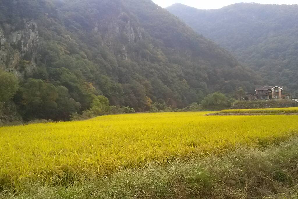 펜션앞 황금들녘
