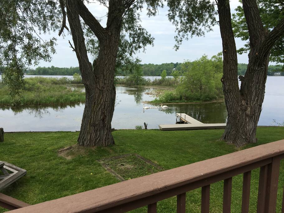 Bird watchers paradise, swans, geese, song birds, herons and cranes visit the island.