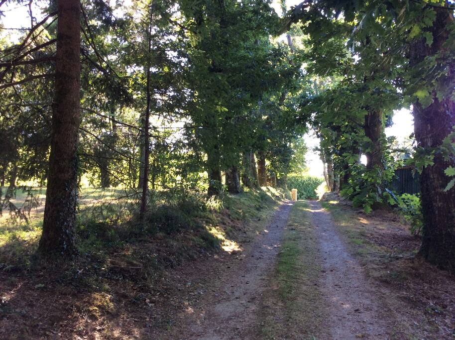 L'allée de chênes centenaires