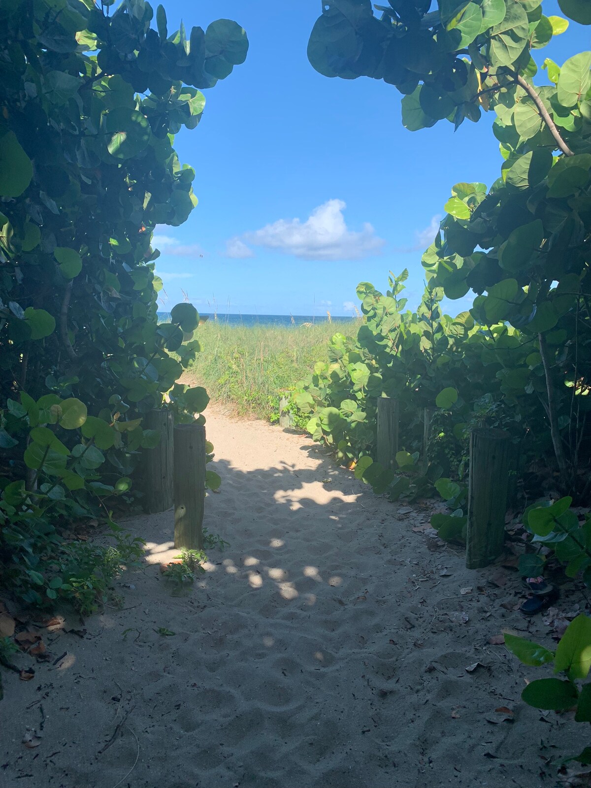 A sandy pathway is framed by lush green foliage, leading toward the beach. The ocean is visible in the distance under a clear blue sky. Soft shadows are cast on the ground by the surrounding plants.