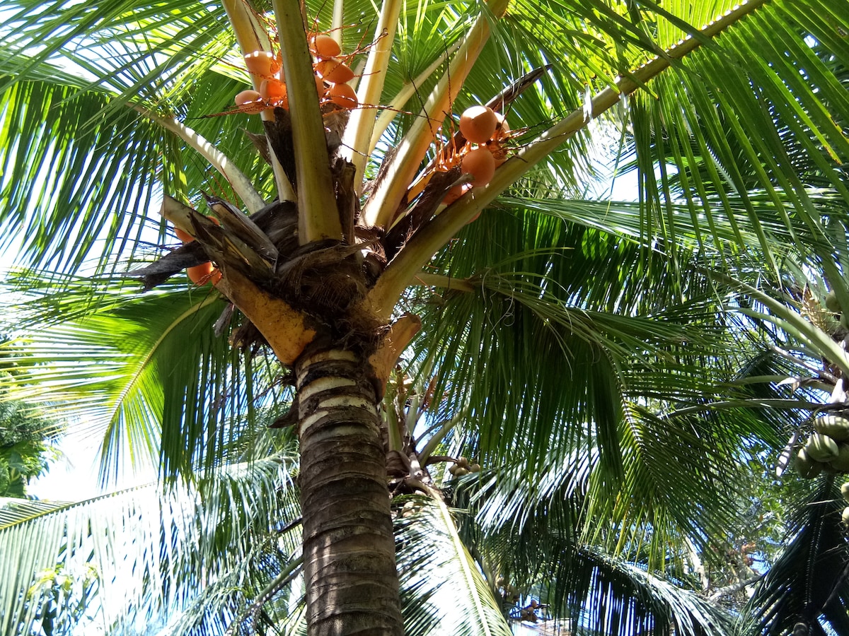 A tall palm tree is depicted with a vertical trunk and lush green fronds. Bright orange coconuts are visible along the trunk, contrasting against the greenery. Sunlight filters through the leaves, creating a vibrant and natural setting.