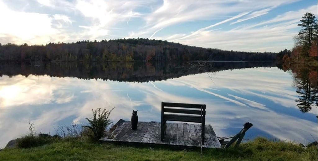 A wooden dock extends over a calm lake, reflecting the surrounding trees and sky. A solitary bench is positioned at the edge, with a cat sitting nearby. Soft clouds drift above, enhancing the serene atmosphere of the setting.