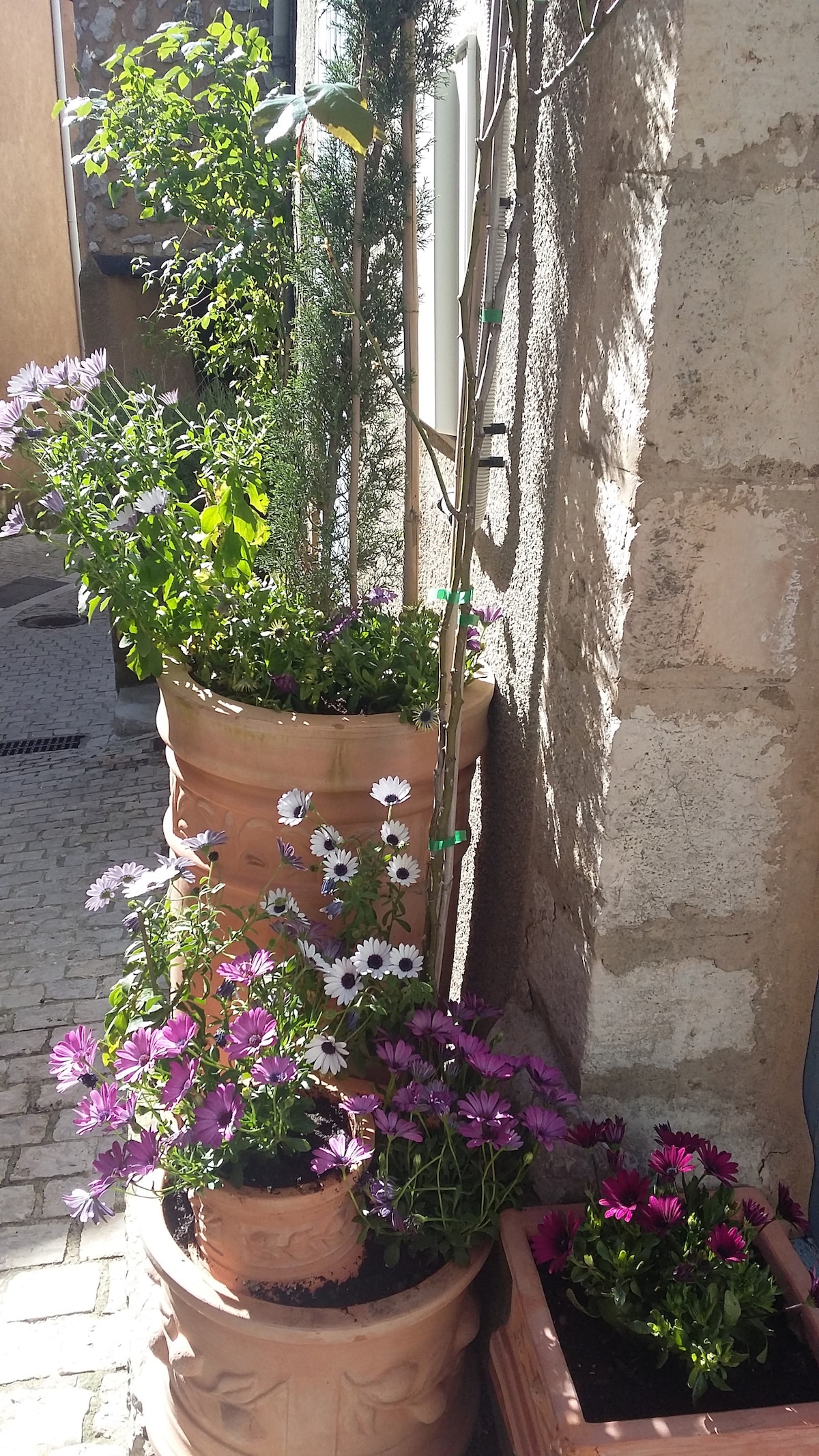 Colorful flower pots line a cobblestone pathway, featuring an assortment of blooms including daisies and vibrant purple flowers. The plants are arranged in terracotta pots of varying heights, enhancing the natural charm of the area. Sunlight casts gentle shadows, illuminating the scene.