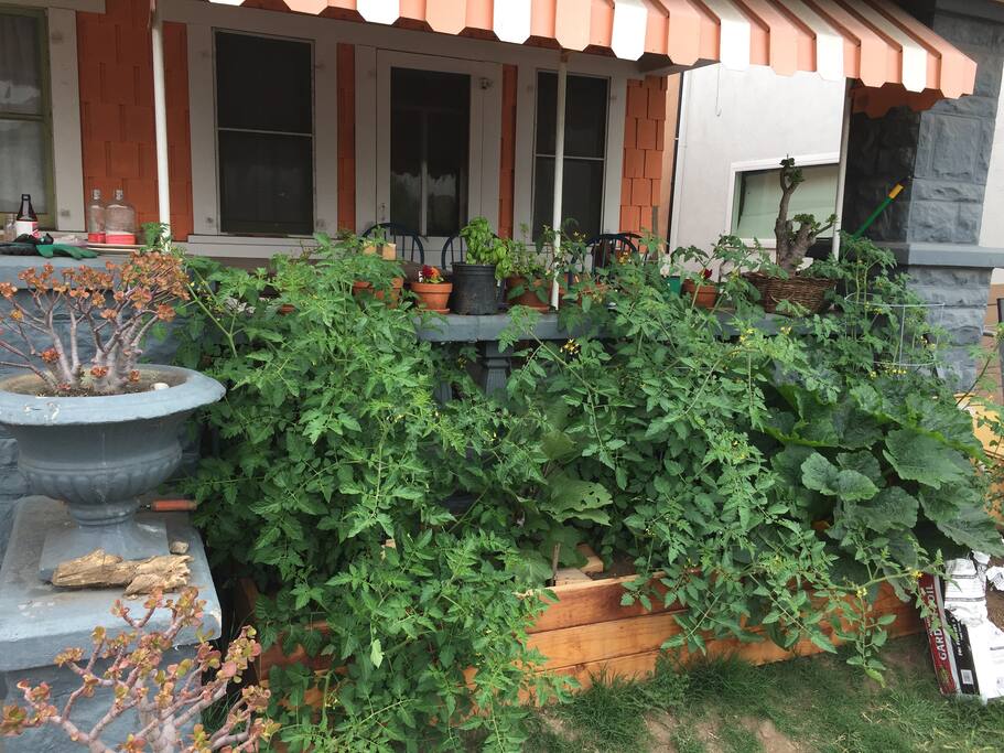 Mint, Basil, chili peppers, more mint.