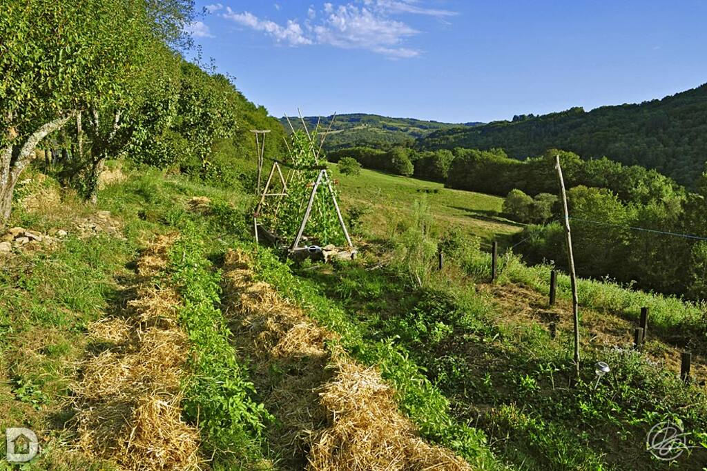 Mon potager