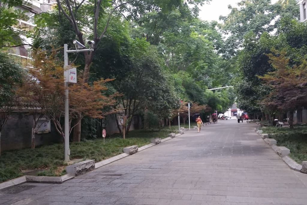 门前林荫小道