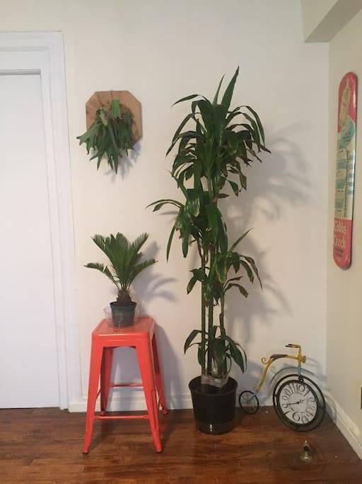 Our favorite corner of the apartment, a warm tropical theme in the concrete jungle