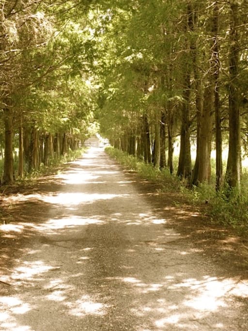 Private, tree-lined driveway with security gate access to guests.