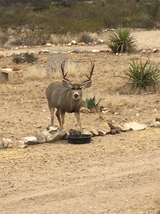 Big Boss in the front yard on 12/31/17!