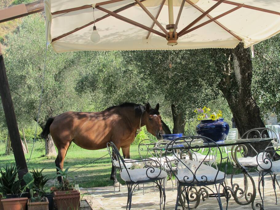 Spazio giardino