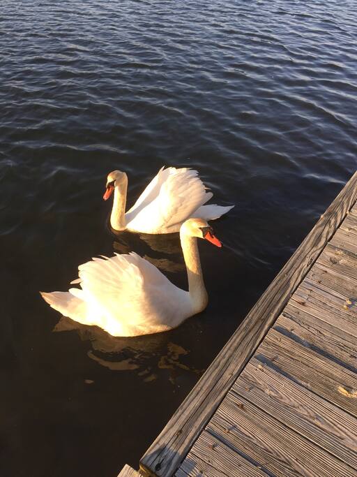 Meet the locals...