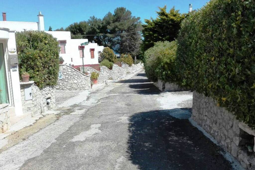 viale di accesso alla villa