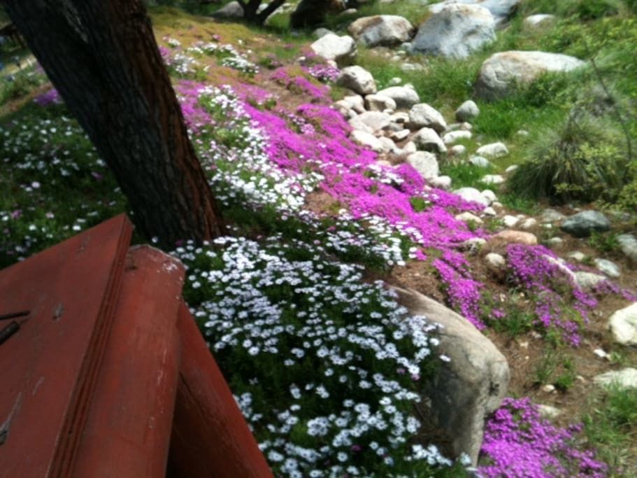 Beautiful ground cover on river bank