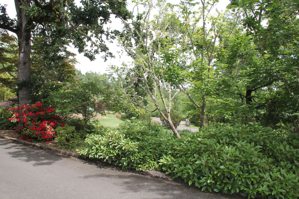 Springtime with the Rhododendrons in bloom