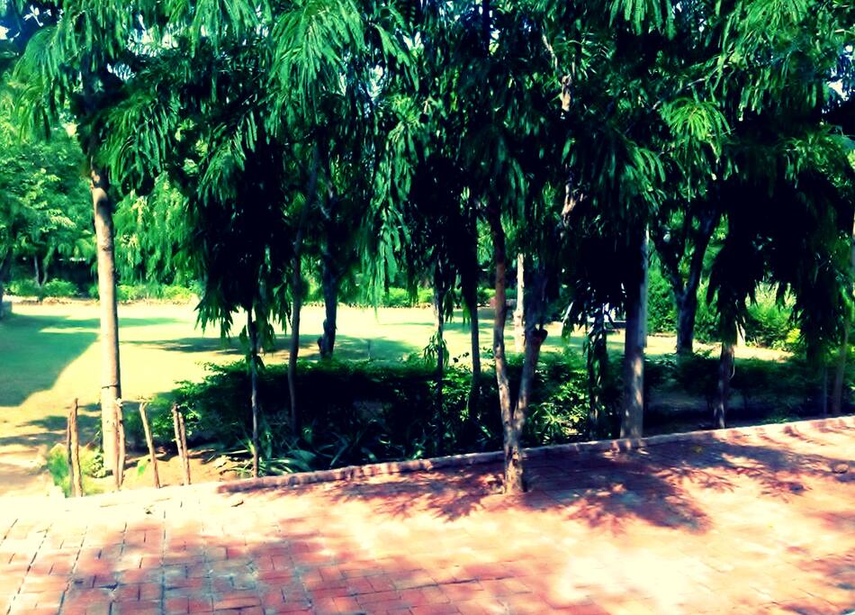 Garden
