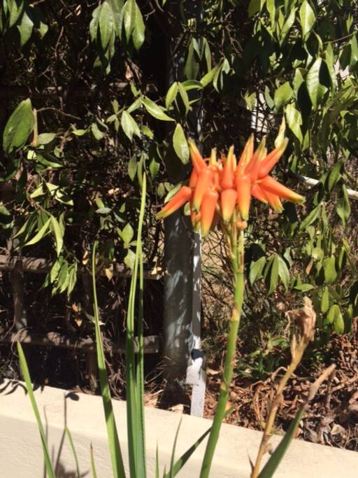 An indigenous garden