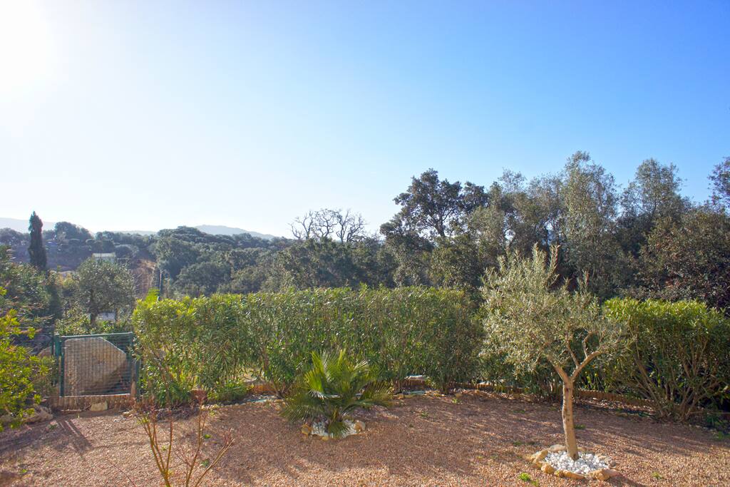 Une vue directe sur le maquis sous le soleil corse