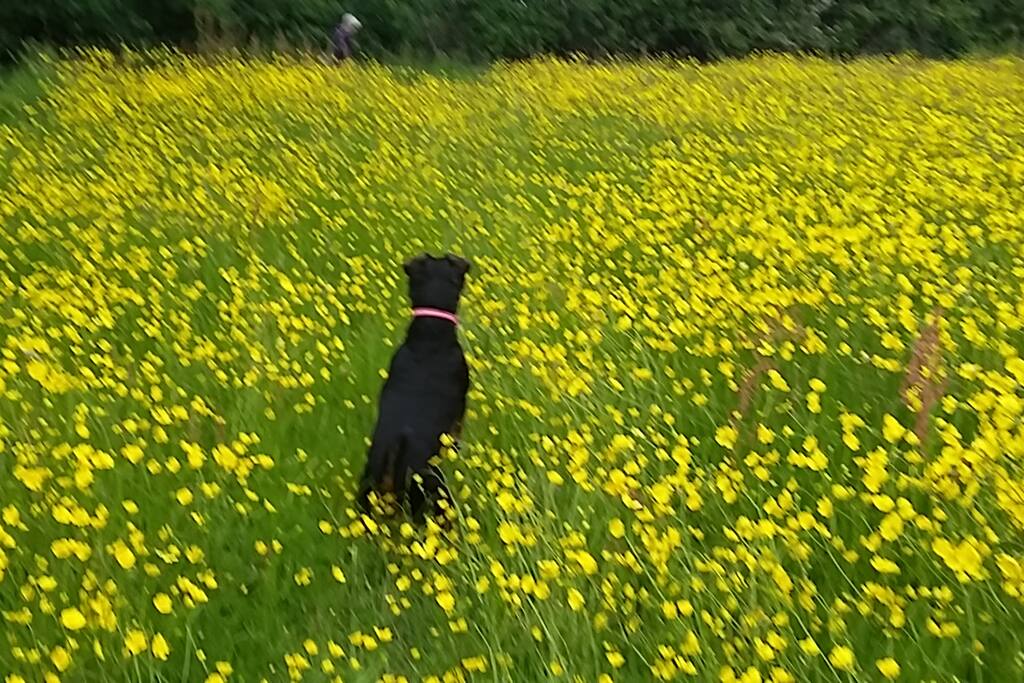 dogs welcome fields opposite my house