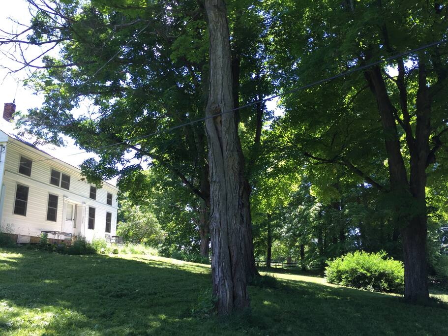 front lawn with terrace and maples