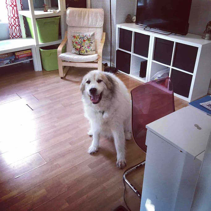 Our large, loveable dog in the front room