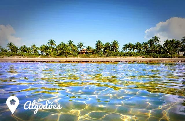 A serene shoreline is depicted with gentle waves lapping at the golden sand, reflecting sunlight. Lush palm trees line the beach, framing a scenic backdrop of greenery. The clear blue sky complements the tranquil atmosphere of this coastal escape.