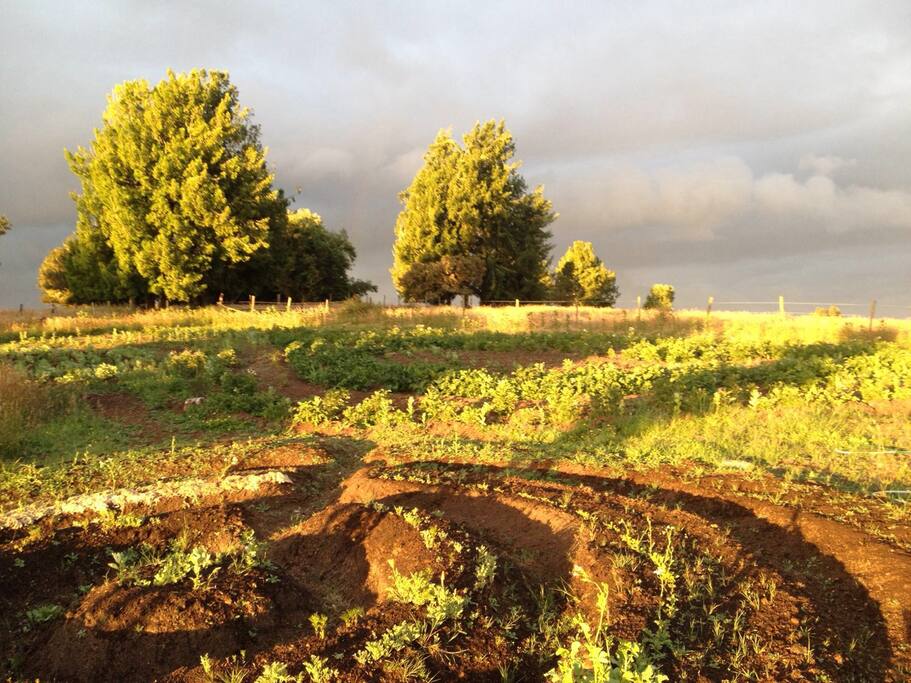 Nuestro huerto :)