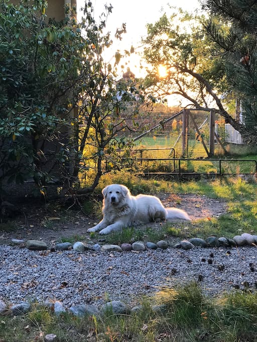 Leo the Maremma in his part of the garden.
