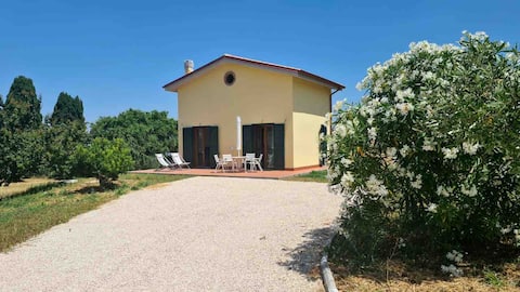 The little house among the olive trees NEW
