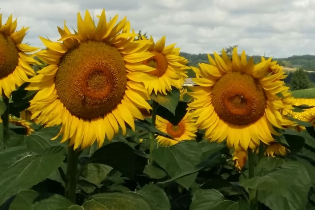 You are in sunflower country