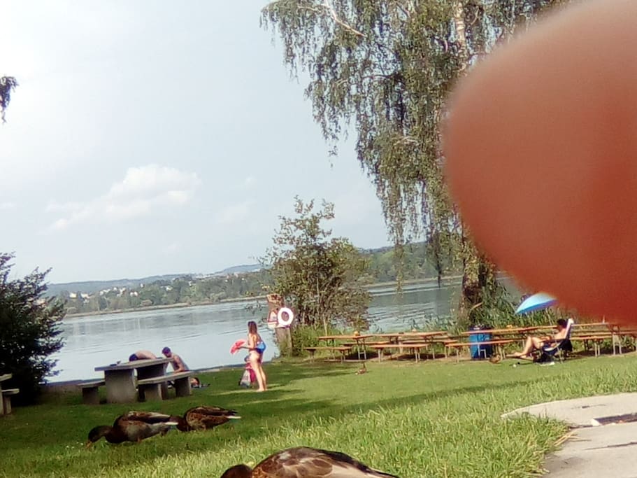The Lake Greifensee nearby