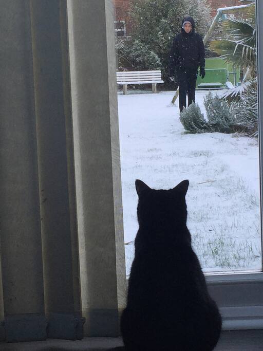 Cookie cat watching Tyler for