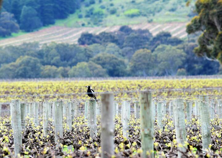 6 Best Airbnb Vacation Rentals In Willunga, Australia Updated 2024