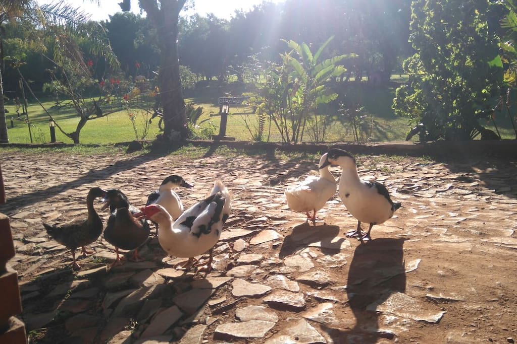 patos del lago