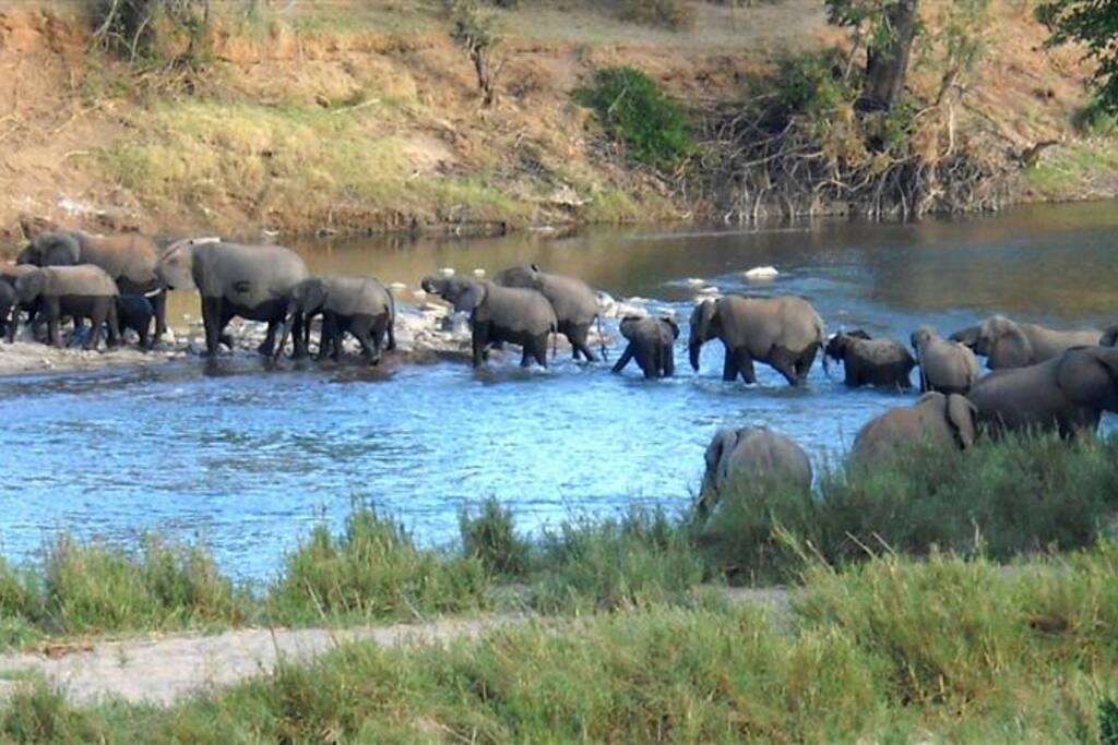 Elephant crossing the Olifants River, Sangasava inside the Kruger Park