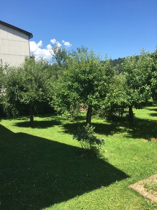our garden