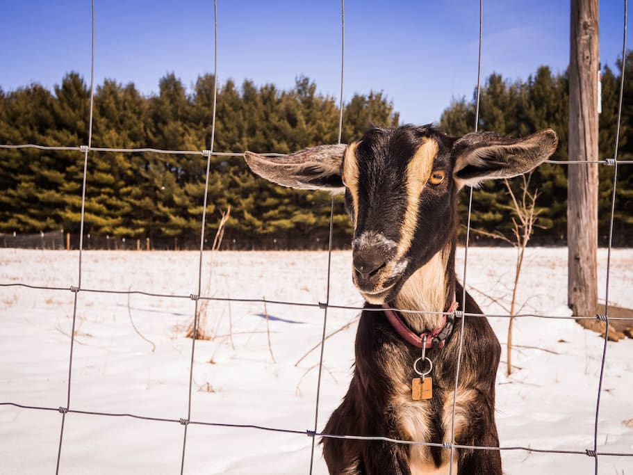 Clover the Goat